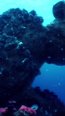 underwater view of a coral reef with colorful fish