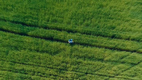 man stands in a green field and looks into the tablet, looks at the flight of the copter. aerial view video from copter. top view. circular motion of the camera. remote camera