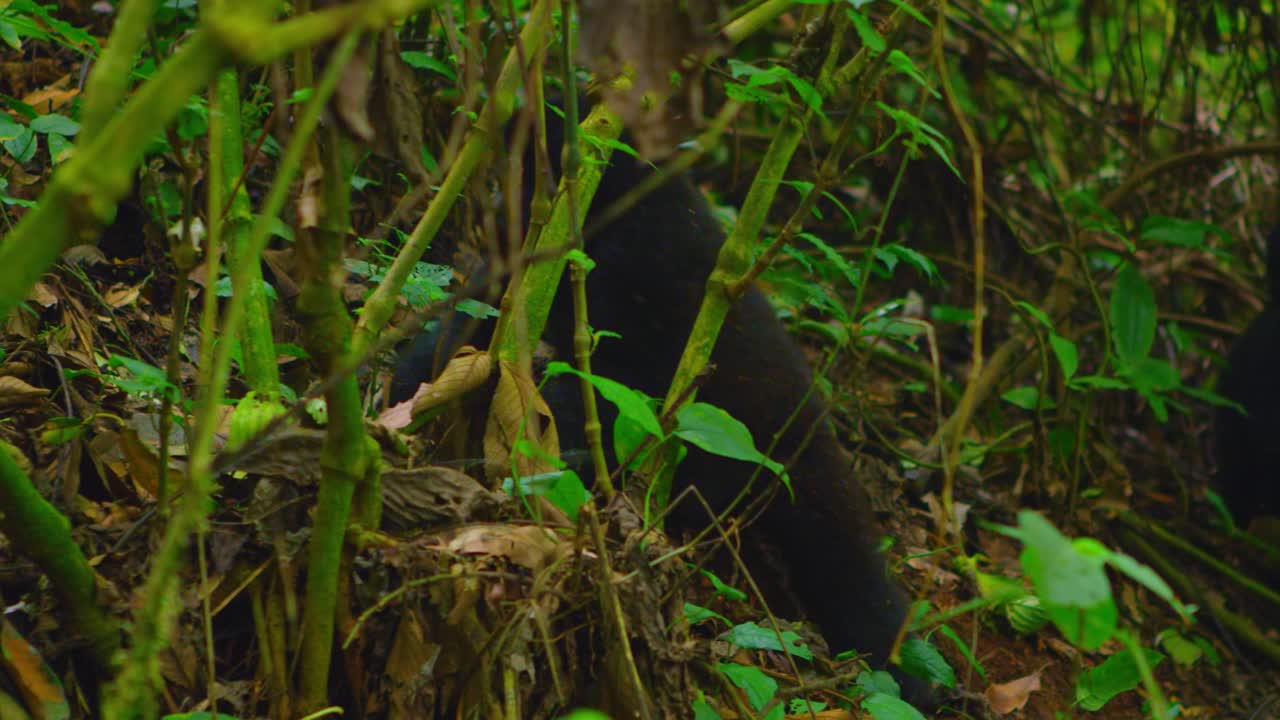 Un cucciolo di gorilla si arrampica nella foresta pluviale, imparando a muoversi ed esplorando il mondo
