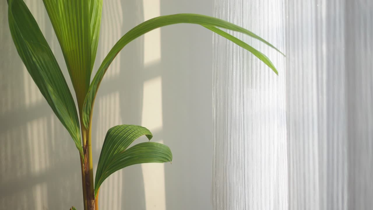 Indoor plant near a window