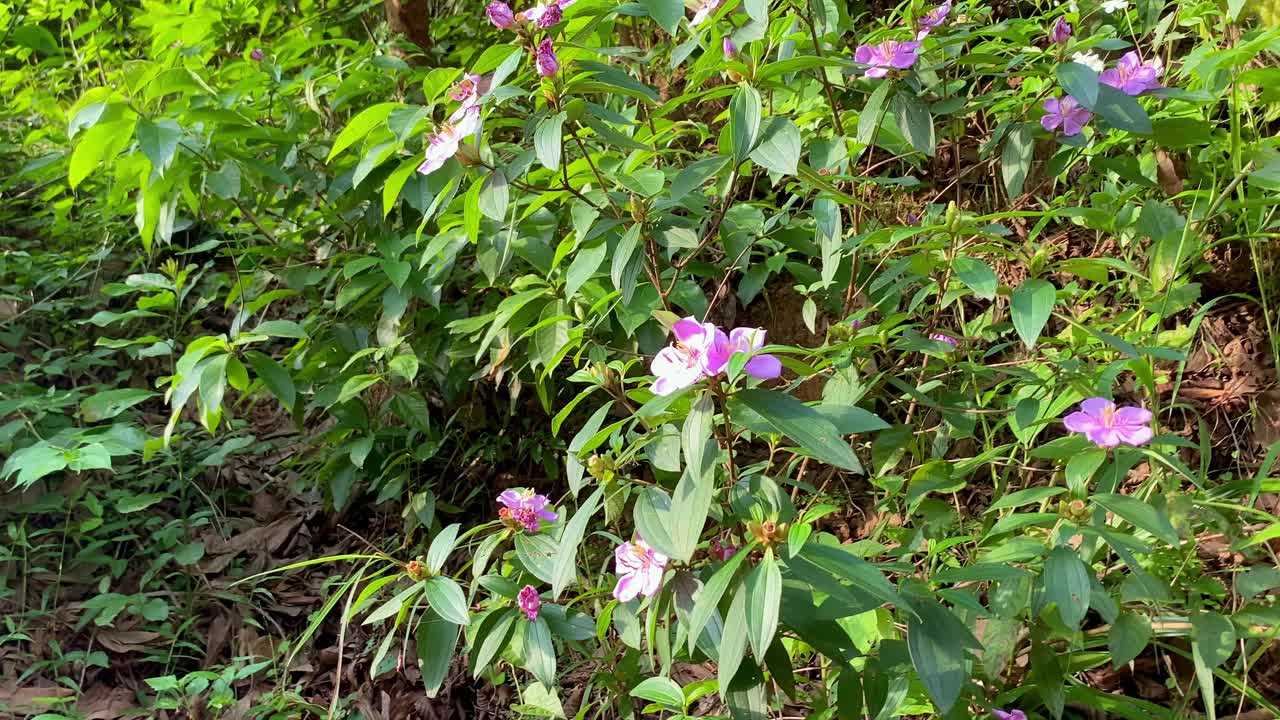 Wild Flower Plant Of Melastoma, Malabar Melastome In Bangladesh. Close-up Shot