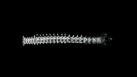 hologram screen 3d of vertebral column, sacrum y coxis in the human body - loop