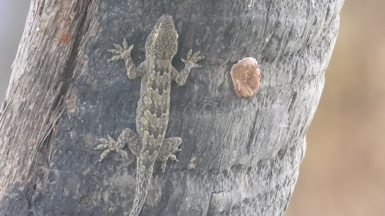 도마 ⁇ 의 눈 - 다리 - 피부