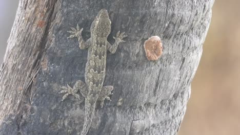 ojos de lagarto - patas - piel