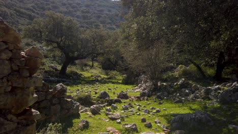 Walking-past-stone-walls-in-ruins-of-overgrown-forest-meadow-of-Grazalema,-Spain