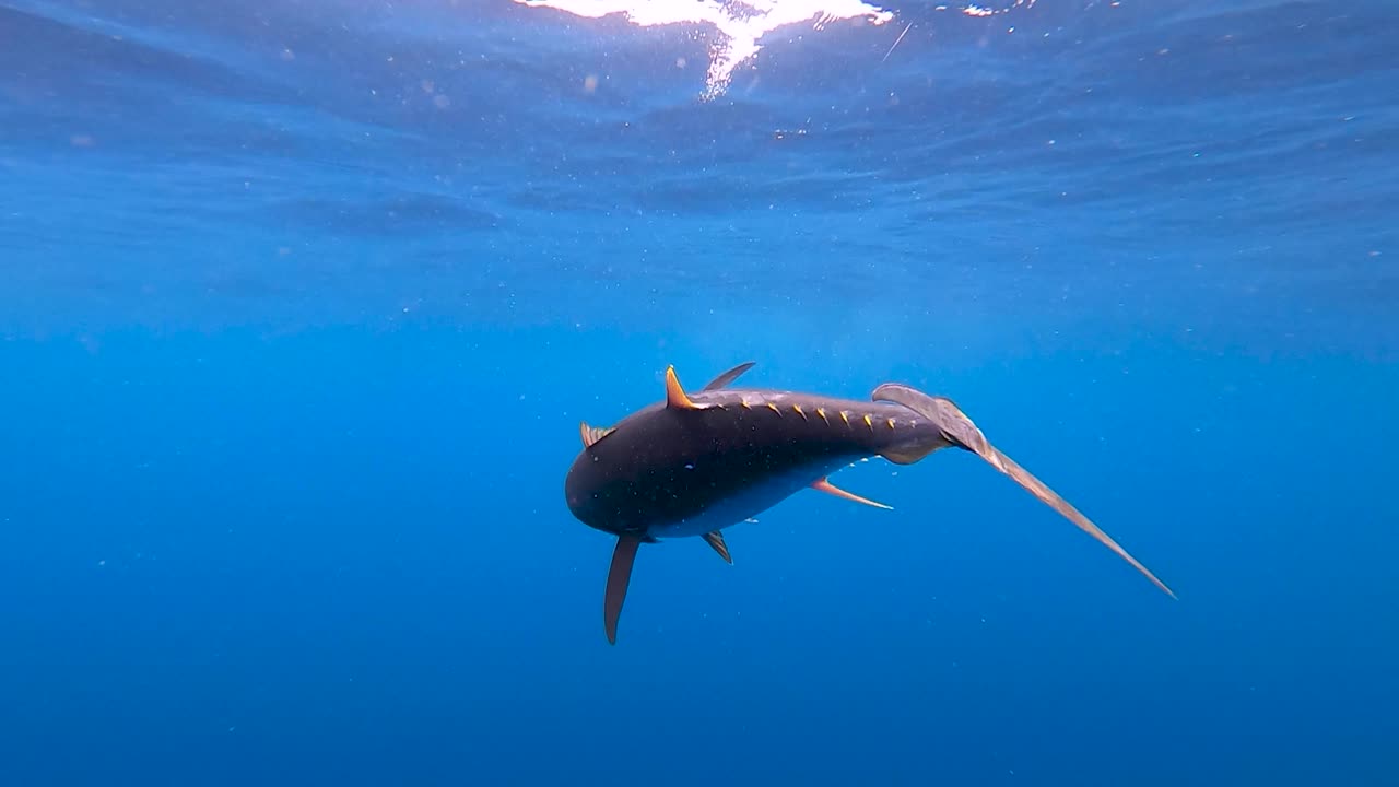 vista submarina cinematográfica de un atún siendo golpeado en cámara lenta