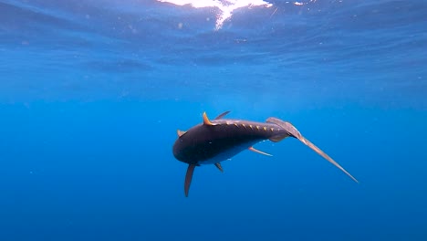 cinematic underwater view of a tuna getting gaffed in slow motion