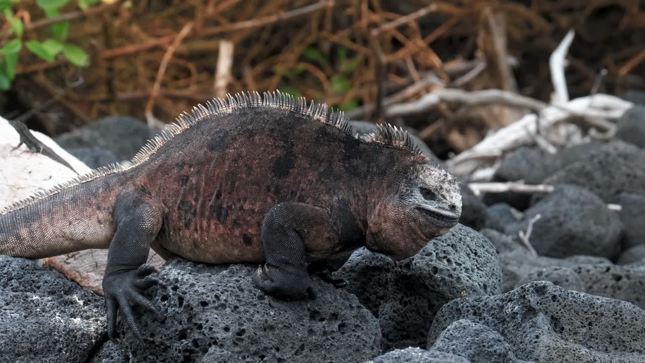 la iguana marina macho grande mueve la cabeza hacia arriba y hacia abajo en la playa rocosa en la isla galápagos, ecuador