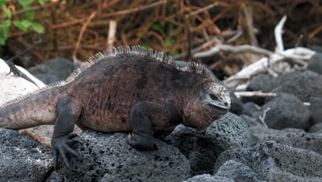 La-Iguana-Marina-Macho-Grande-Mueve-La-Cabeza-Hacia-Arriba-Y-Hacia-Abajo-En-La-Playa-Rocosa-En-La-Isla-Galápagos,-Ecuador