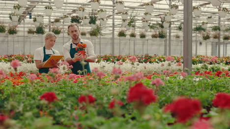 Gardeners Inspecting Potted Plants in a Large Flower Greenhouse