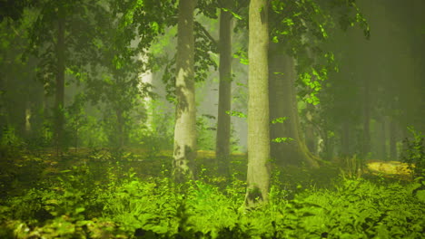 lush green forest with vibrant foliage under soft sunlight in early morning