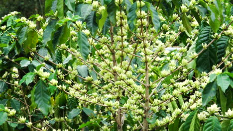 Primer-Plano-Estático-De-Cafeto-Florido