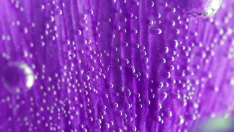 pétalo de flor púrpura con gotas y burbujas de agua