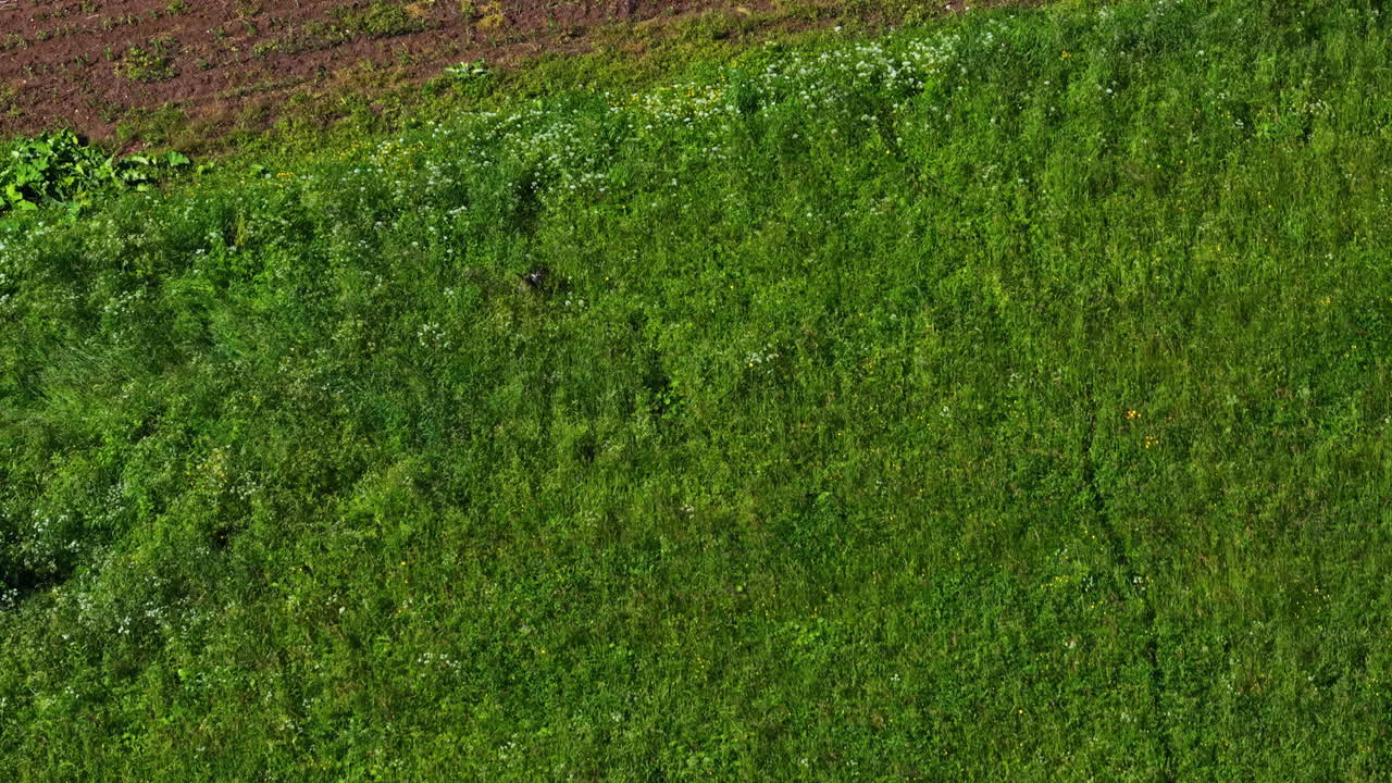 Lesser spotted eagle descends toward prey while hunting over dense summer forest in Latvia