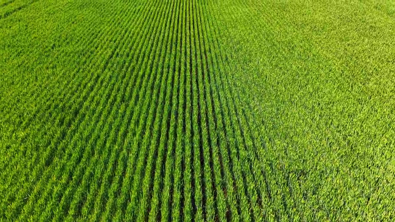 Düzenli yeşil tarım sıralarının yüksek açılı görünümü. Bir çiftlik tarlasında büyüyen canlı yeşil genç mahsul sıralarına yukarıdan, kuşbakışı bir bakış.