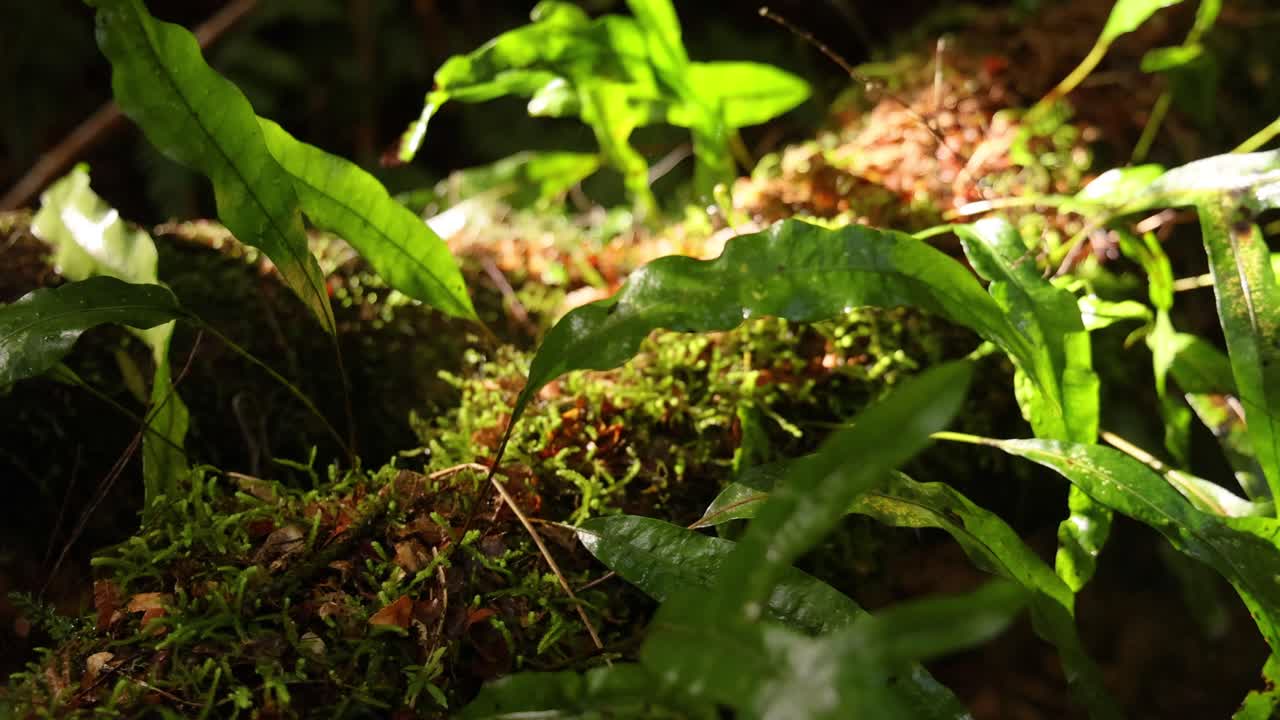 vegetación exuberante en un entorno forestal