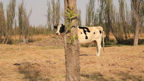 Dolly-Suave-De-Tiro-De-Vaca-Manchada-De-Blanco-Y-Negro-En-Xochimilco-México