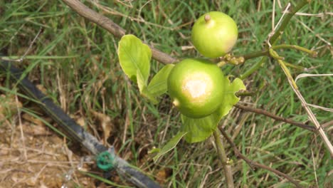 limones verdes en el árbol en el jardín.