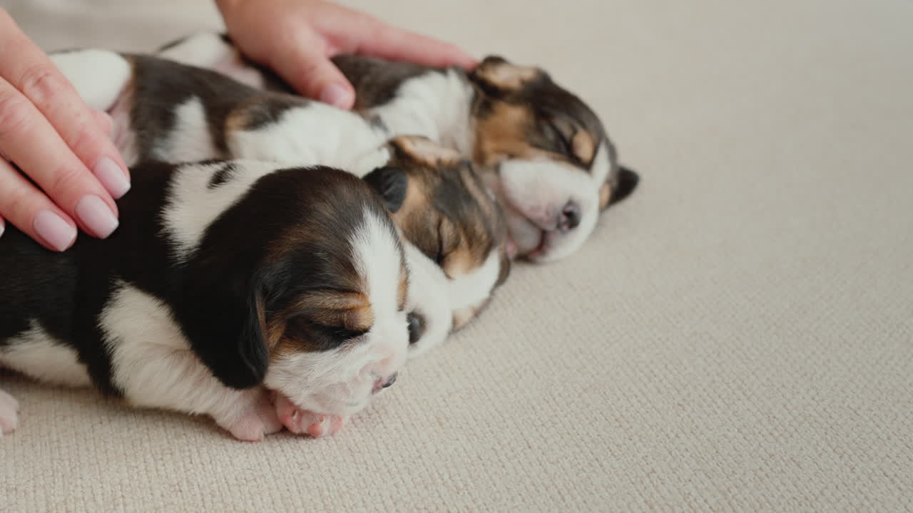 여자 는 두 마리 의 작은 아직도 맹목적 인 비글 강아지 를  ⁇ 는다