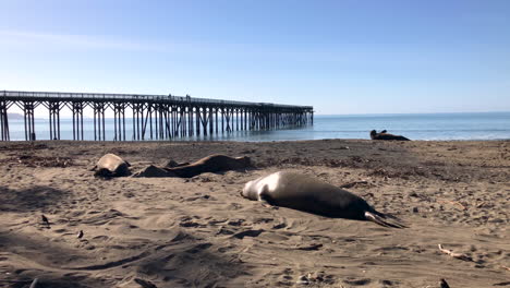 Huge-elephant-seals-at-the-San-Simeon-pier-in-Central-California,-one-chasing-another