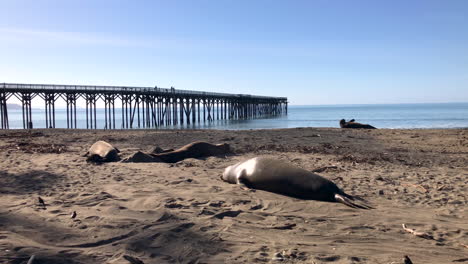 huge elephant seals at the san simeon pier in central california, one chasing another