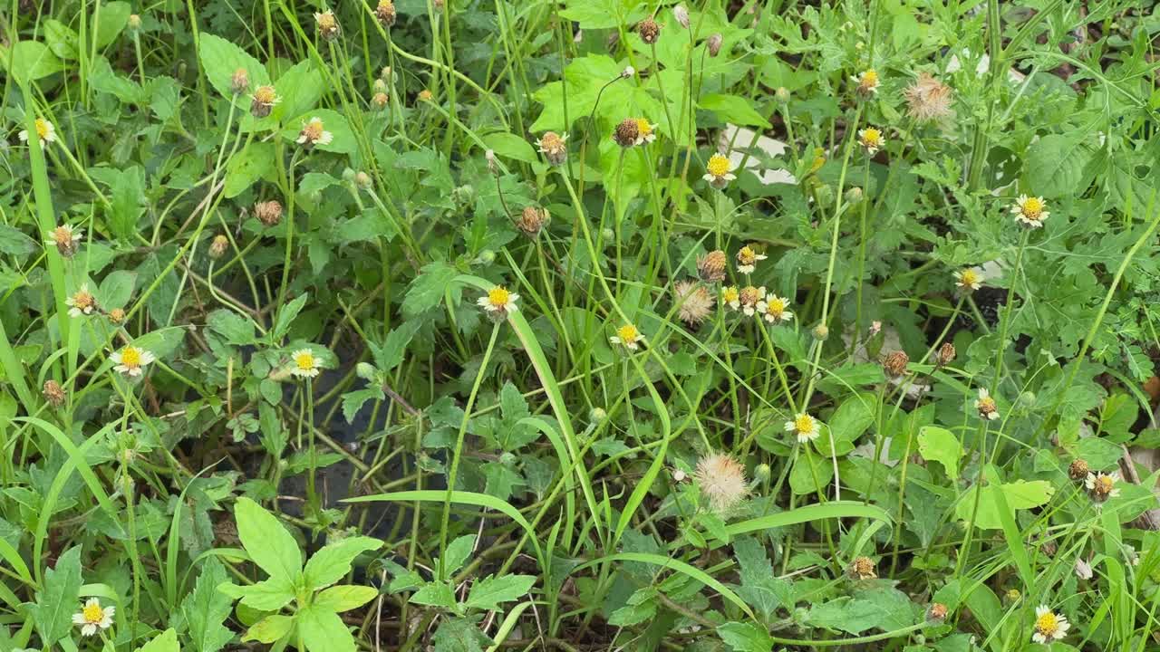 Static shot of Tridax procumbens, commonly known as Coatbuttons or Tridax Daisy is a species of flowering plant in the family Asteraceae
