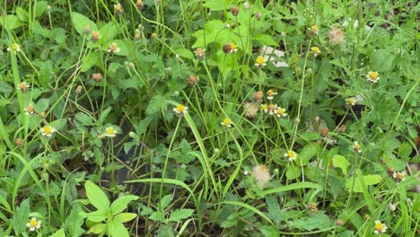 static shot of tridax procumbens, commonly known as coatbuttons or tridax daisy is a species of flowering plant in the family asteraceae