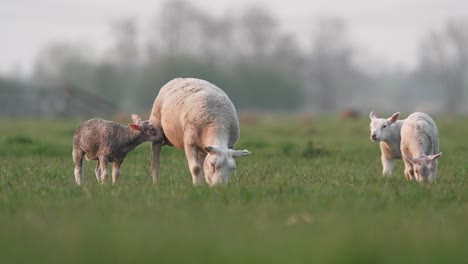 oveja con sus corderos jóvenes pastando en pastos verdes y exuberantes, slomo de ángulo bajo