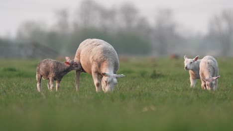 ewe with her young lambs grazing in lush green pasture, low angle slomo