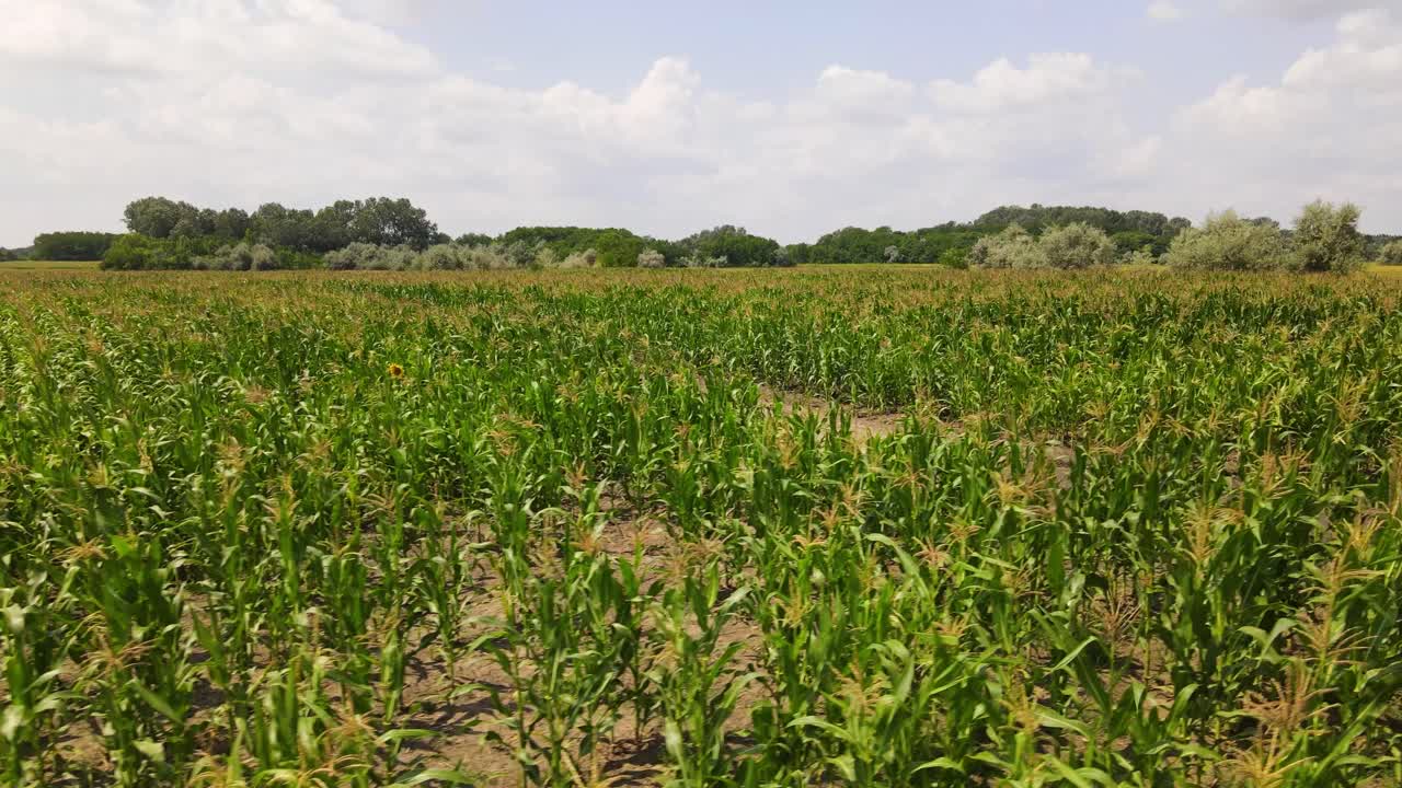 camiones aéreos sobre el campo de maíz en un día ventoso
