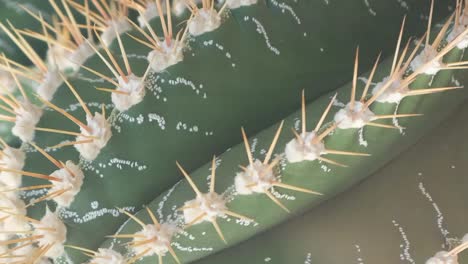 closeup of a green cactus with large needles in a botanical garden plants are common in deserts closeup of a green cactus with large needles in a botanical garden plants are common in deserts