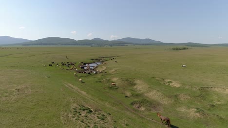 vista aérea del paisaje de verano con vacas