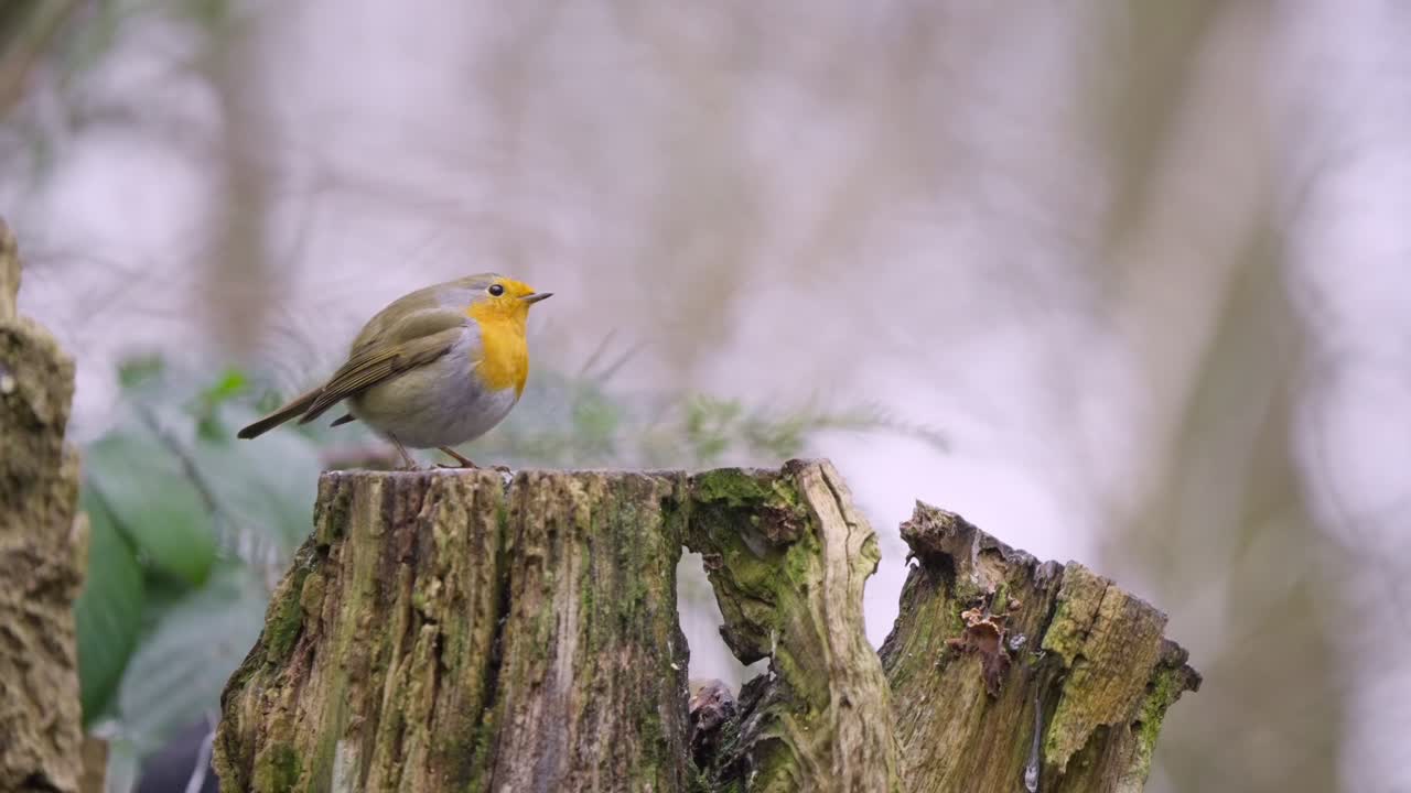 Eurasian robin perches on mossy tree stump, turning head as soft light filters through woodland
