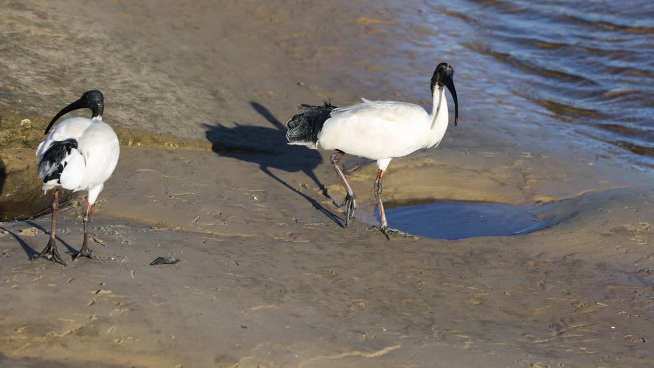 aves ibis caminando e interactuando en la playa de arena