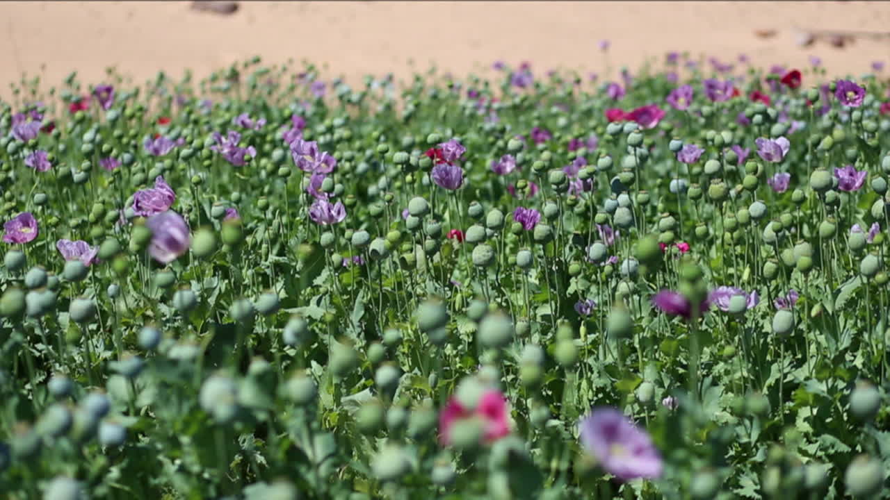 cerca de amapolas de opio que crecen en un país de oriente medio