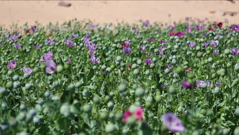 Close-of-opium-poppies-growing-in-a-Middle-Eastern-country