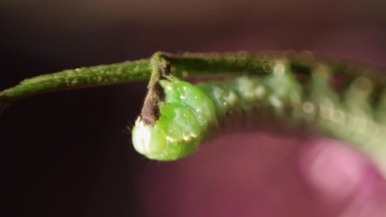 foto macro de una oruga subalares de cobre verde brillante comiendo una rama verde con un enfoque suave
