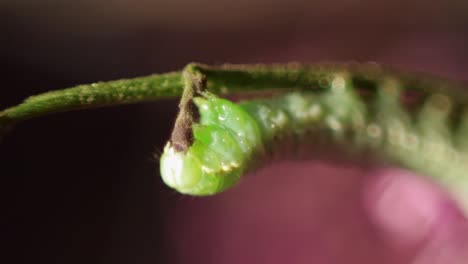 macro shot of bright green copper underwing caterpillar eating a green branch with soft focus