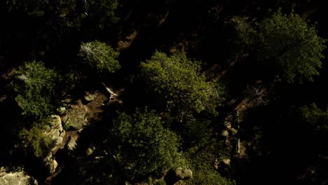 Beautiful-aerial-over-the-Pine-Mountain-wilderness-and-trees-slated-to-be-logged-and-habitat-removed