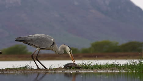 a view from a sunken photographic lagoon hide in the zimanga private game reserve on a summer day of birds feeding and drinking