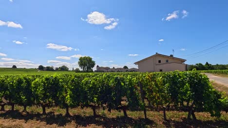 paisaje pintoresco de viñedos bajo un cielo despejado