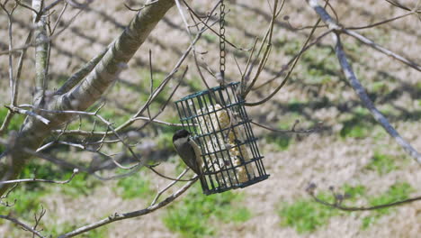 Carolina-Meise-An-Einem-Futterhäuschen-Für-Talgvögel-Im-Spätwinter-In-South-Carolina