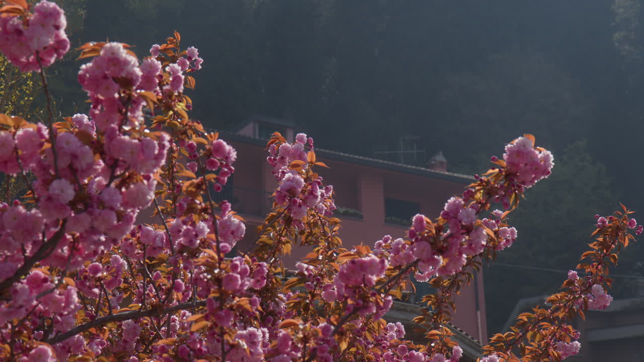 Dense Japanese Bush Cherry During Springtime. Closeup Shot