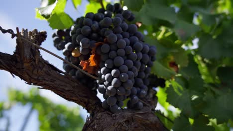 Rotierende-Nahaufnahme-Einer-Traube-Roter-Weintrauben,-Die-In-Frankreich-Zur-Ernte-Bereit-Sind