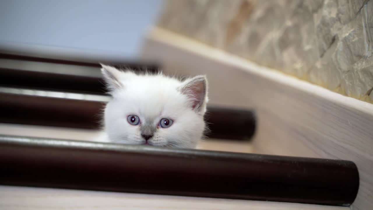 Young kitten on stairs. Small kitty lying on step of stairs at home