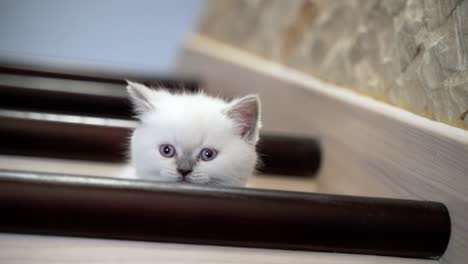 young kitten on stairs. small kitty lying on step of stairs at home