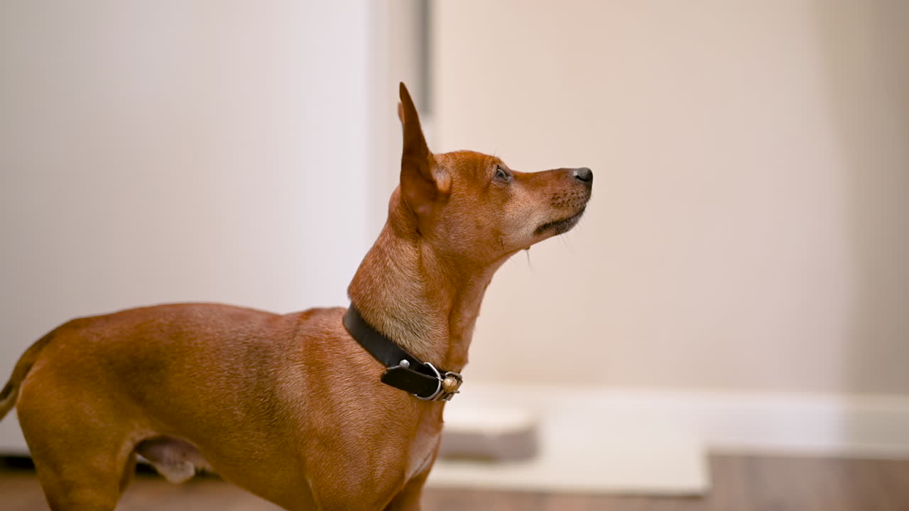 카메라는 집 1의 거실에서 주위를 둘러보는 뾰족한 귀를 가진 갈색 개에 초점을 맞춥니다.