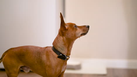 Camera-Focuses-On-A-Brown-Dog-With-Pointed-Ears-Looking-Around-In-The-Living-Room-At-Home-1