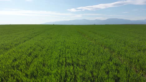 Aerial-shot-vibrant-green-agricultural-green-fields-close-up,-in-the-countryside-on-a-spring-sunny-day