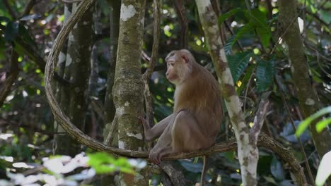 El-Macaco-De-Cola-De-Cerdo-Del-Norte-Es-Un-Primate-Que-Se-Encuentra-Comúnmente-En-El-Parque-Nacional-De-Khao-Yai,-Aunque-Es-Una-Especie-Vulnerable